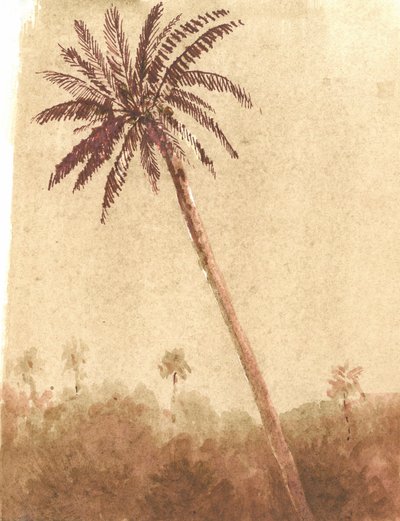 Palmera, 2015 de Lincoln Seligman